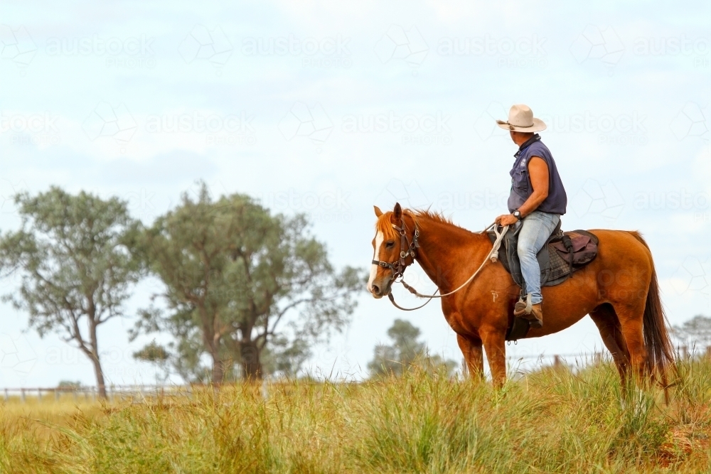 A lone stockman on horseback in paddock. - Australian Stock Image