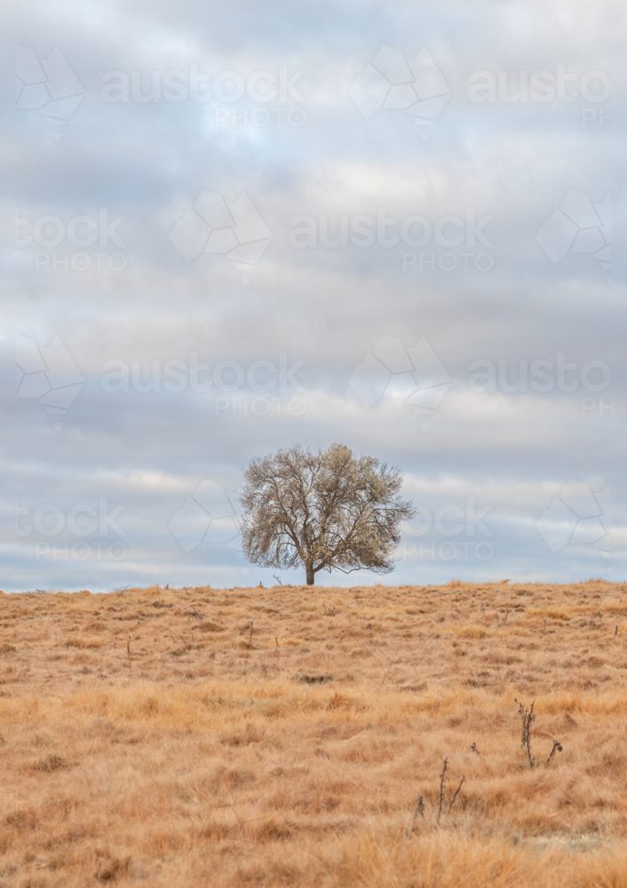 A lone tree in a paddock underneath a cloudy sky - Australian Stock Image