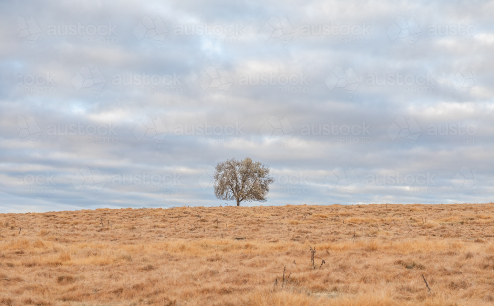 A lone tree in a winter's field underneath a moody cloudy sky - Australian Stock Image