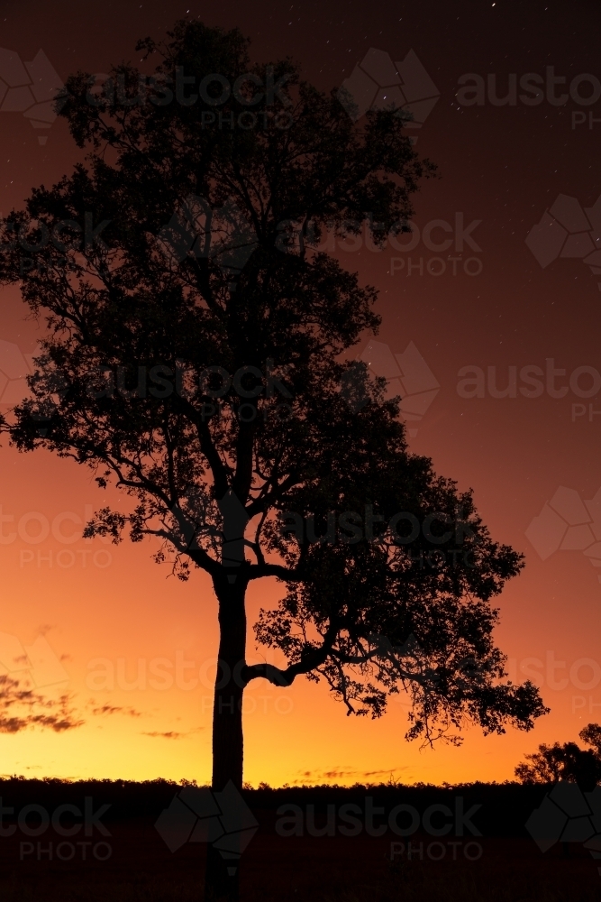 Image of A lone tree silhouette against an orange and yellow sunset sky ...