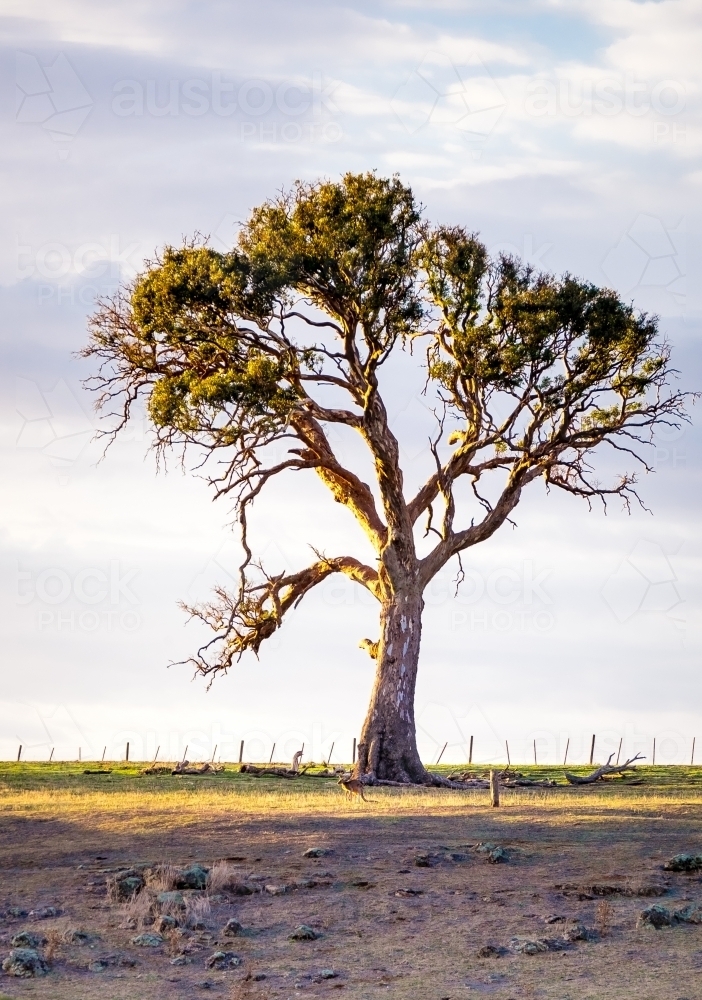 A lone tree stands against the sky - Australian Stock Image