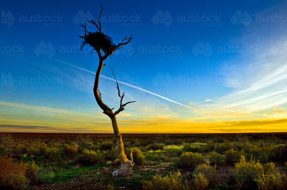 A lone tree with a tangled nest stands against a blazing outback sunset - Australian Stock Image