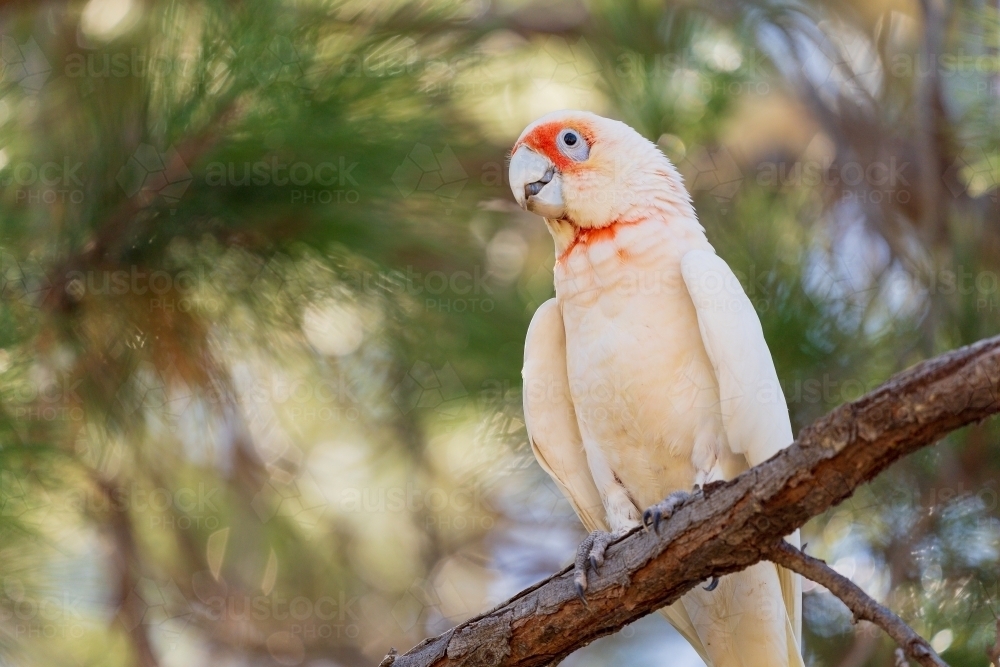 A long billed corella sitting on a branch - Australian Stock Image