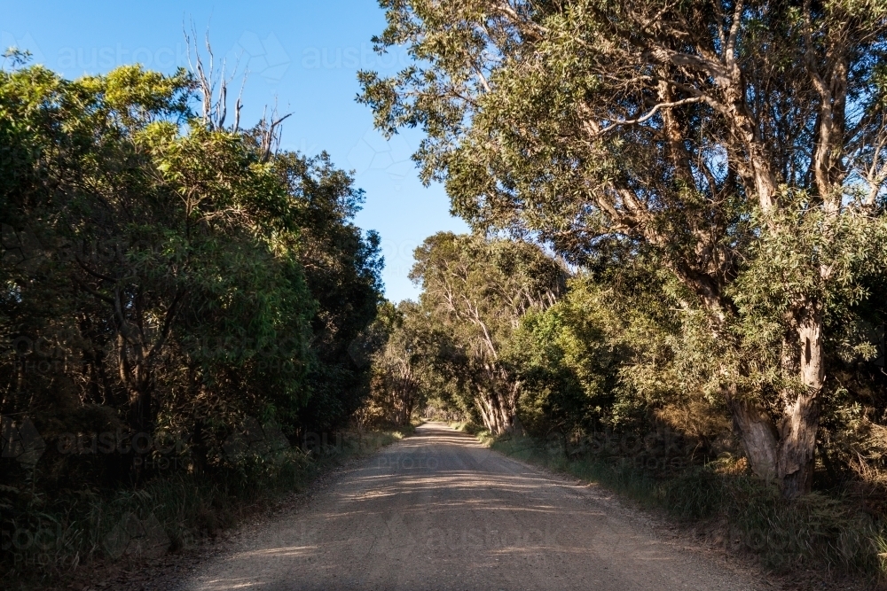 A long gravel bush track road surrounded by green leafed trees on a blue skied, summers day. - Australian Stock Image