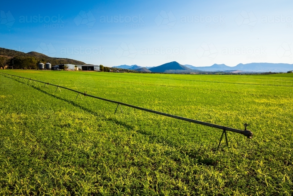 A long metal irrigation pipe and sprinkler system sitting above a green crop near Kalbar, Australia. - Australian Stock Image