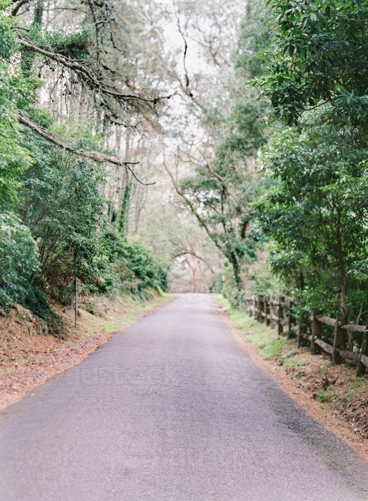 A Lush Driveway in Countryside - Australian Stock Image