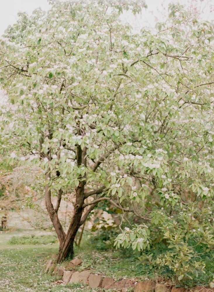 A Lush Tree in Spring - Australian Stock Image