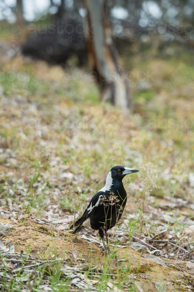 A magpie on the grass in bushland - Australian Stock Image