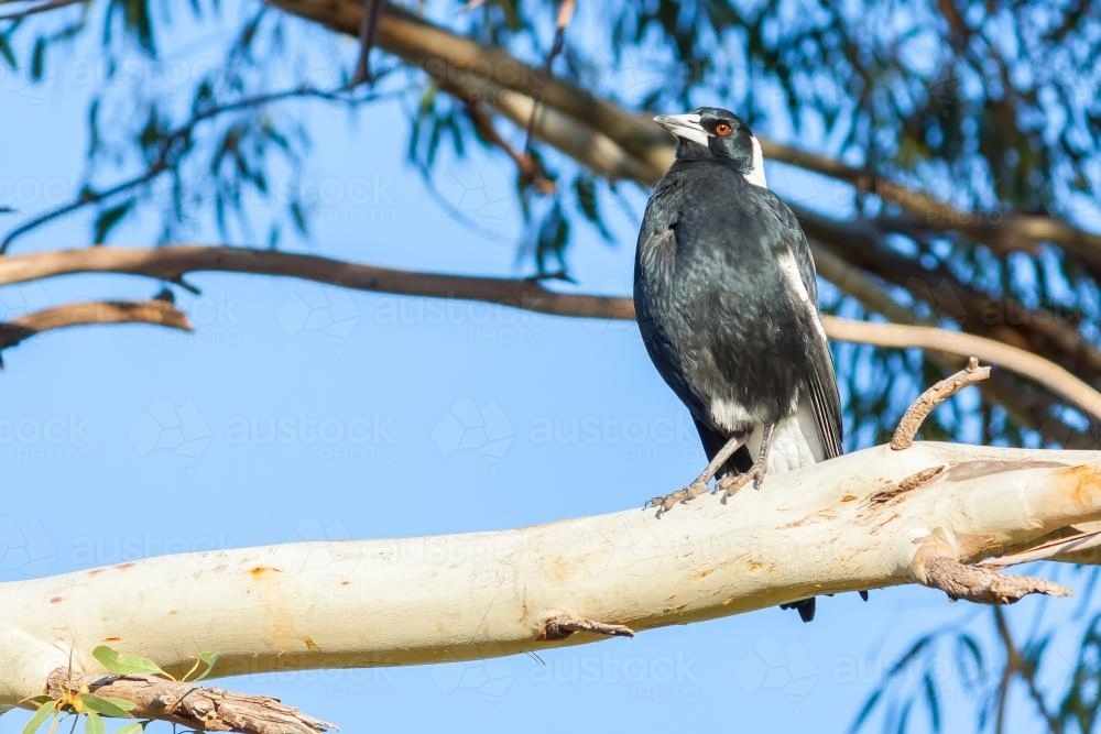 A magpie sitting on the branch of a gumtree - Australian Stock Image
