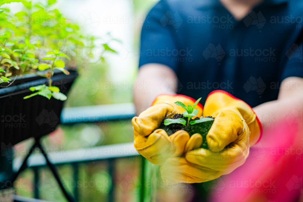 A male gardener with an arm tattoo gently presents a young plant with both hands while outside - Australian Stock Image