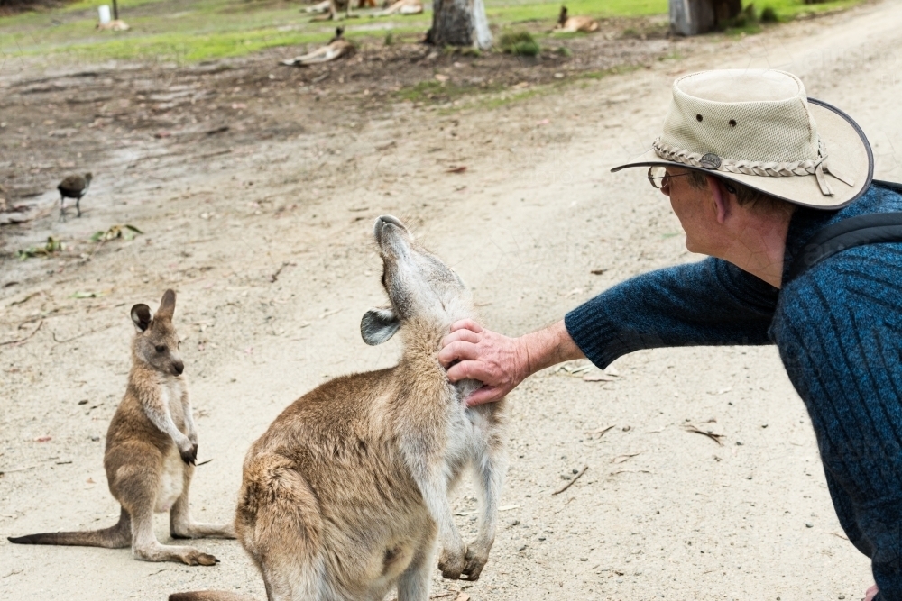 A Male tourist scratching a kangaroo's neck with joey looking on - Australian Stock Image