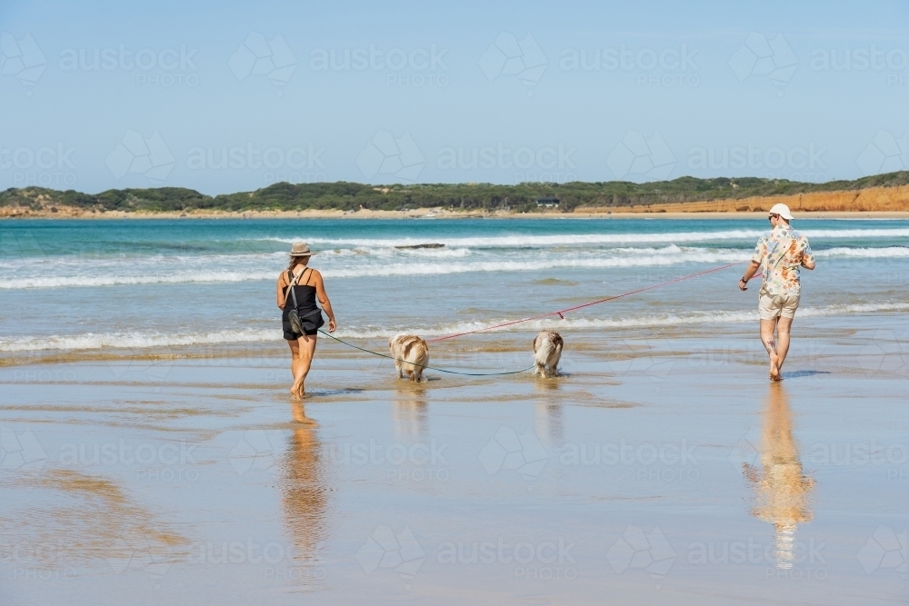 A man and woman walking two dogs on a beach with their reflections on the wet sand - Australian Stock Image