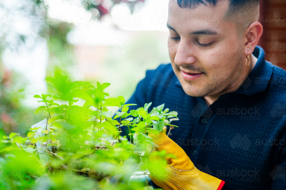 A man cares for his lively herb garden on his apartment balcony, growing fresh herbs - Australian Stock Image