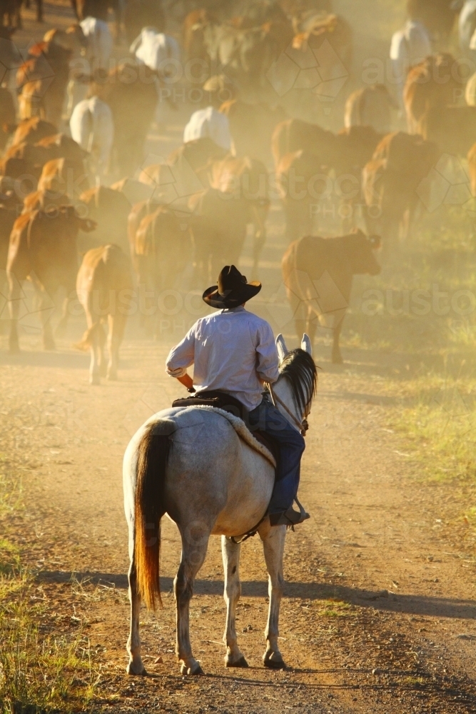 A man in his early twenties on a horse watches a mob of cattle as they move ahead of him - Australian Stock Image