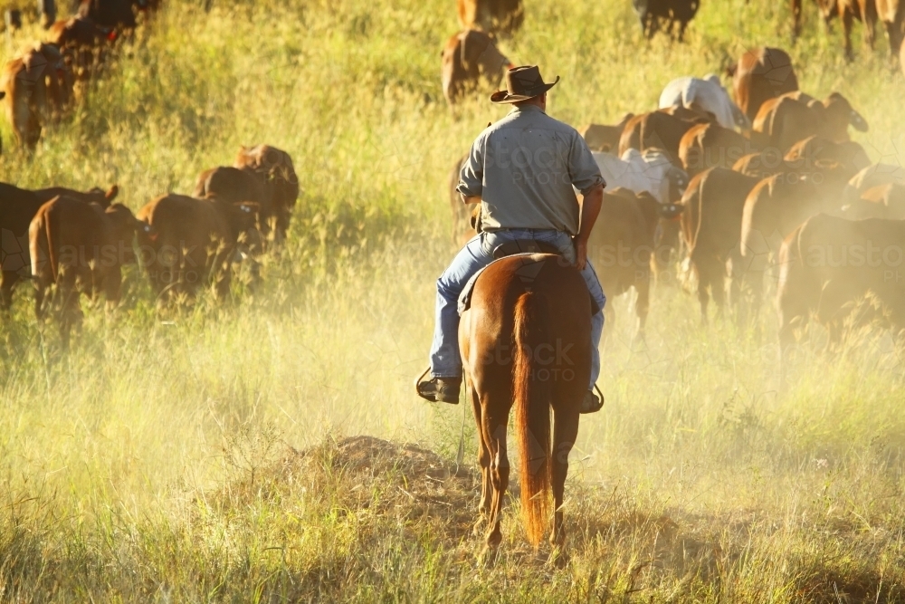 A man in his forties on a horse watches a mob of cattle as they move ahead of him - Australian Stock Image