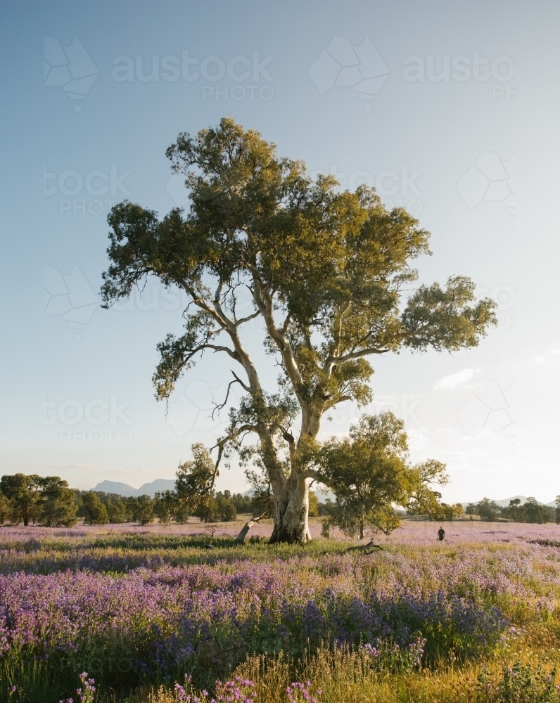 A man in the distance standing beside a huge gum tree in the bush - Australian Stock Image