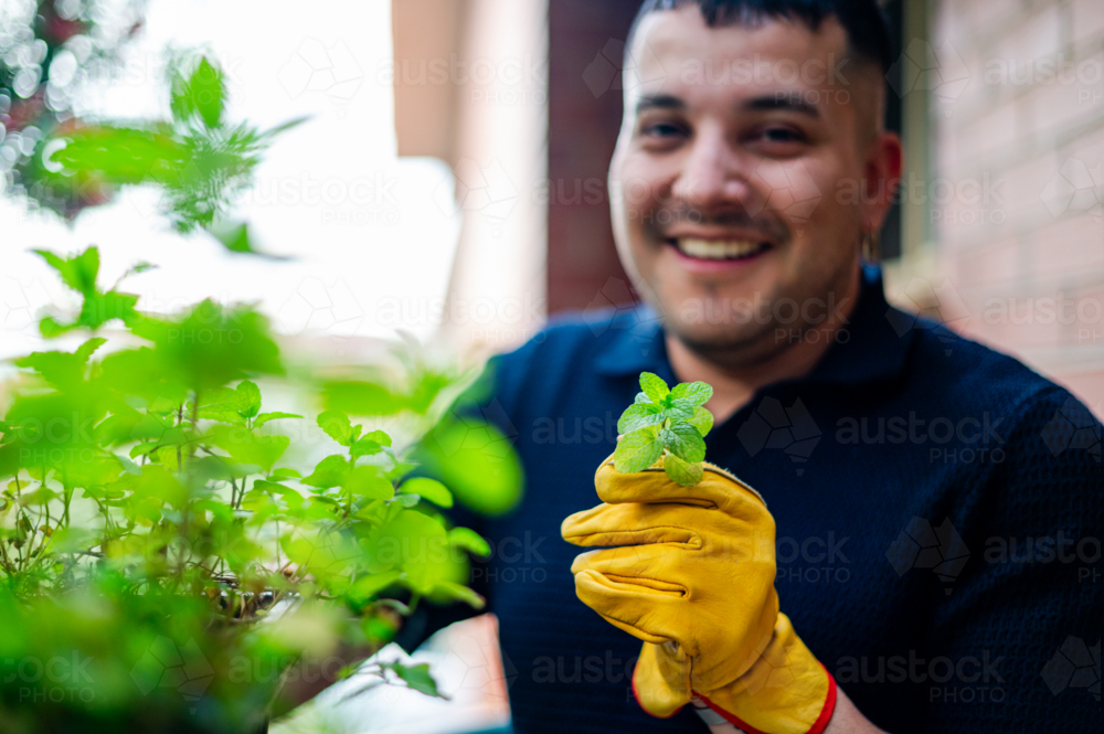 A man smiles as he tends to his vertical herb garden with fresh mint on his balcony - Australian Stock Image