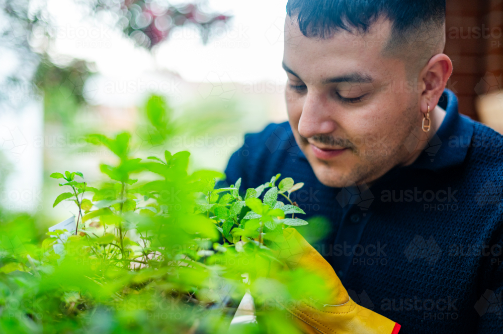 A man tends to his vertical herb garden, cultivating mint and other greens on a vibrant balcony - Australian Stock Image