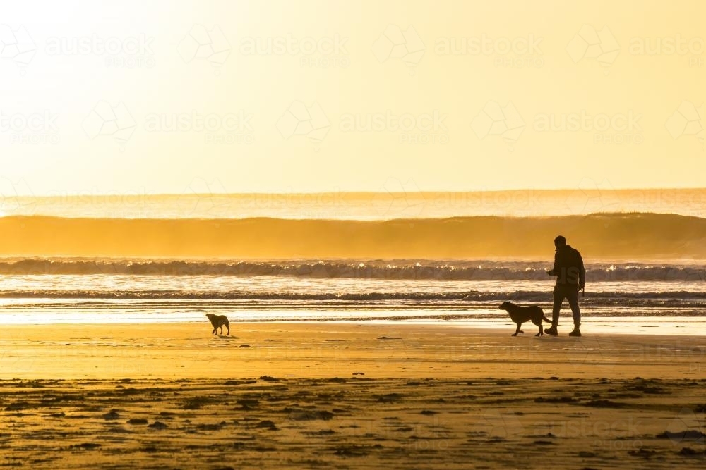 A man walking his two dogs on a beach at sunrise. - Australian Stock Image