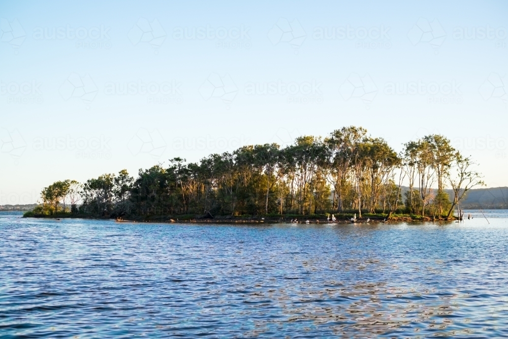 a mangrove at the central coast - Australian Stock Image