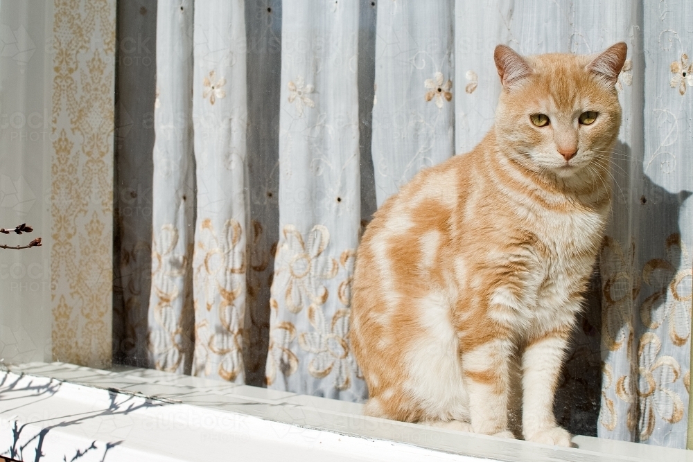 A marbled cat sits in the sun on a window sill - Australian Stock Image