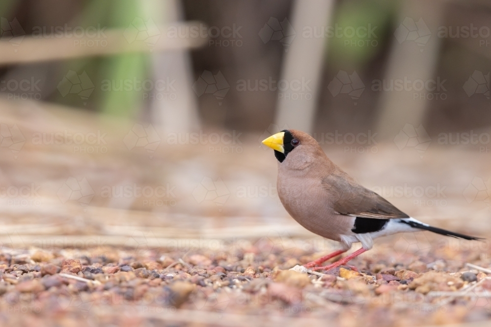 A masked finch standing on the ground - Australian Stock Image