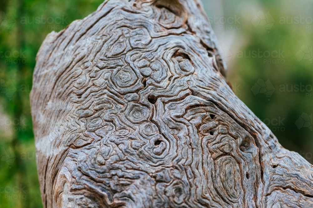 A masterpiece of nature. Closeup of a piece of trunk with natural texture. - Australian Stock Image