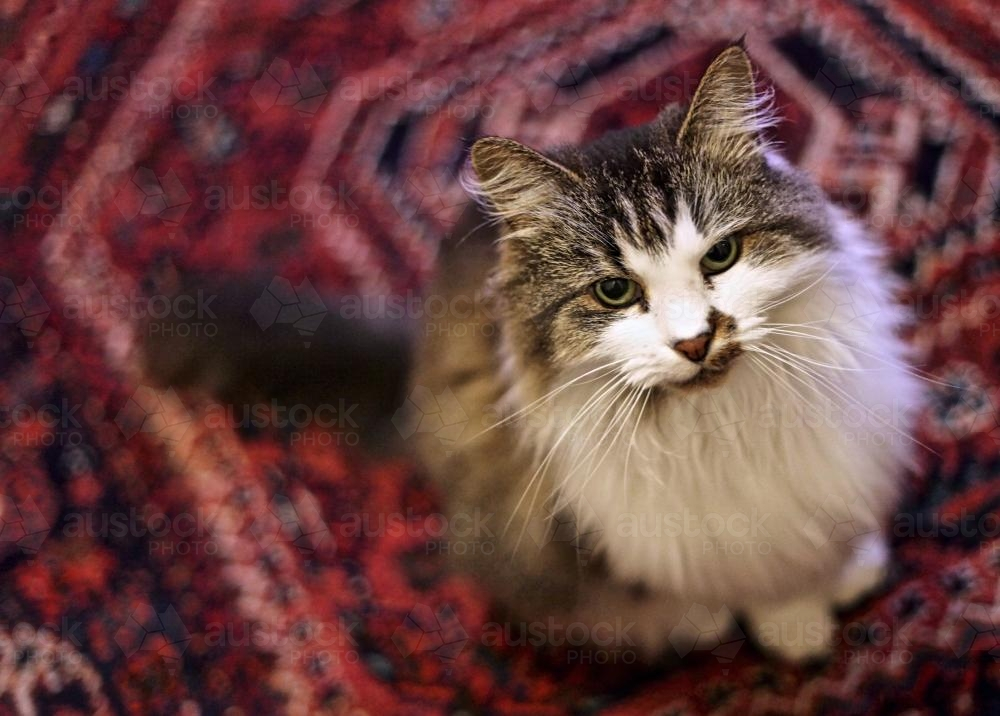 A medium hair ragdoll cat sitting on a Persian carpet - Australian Stock Image