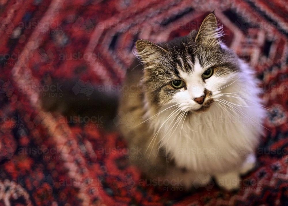 A medium hair ragdoll cat sitting on a Persian carpet looking up at the camera - Australian Stock Image