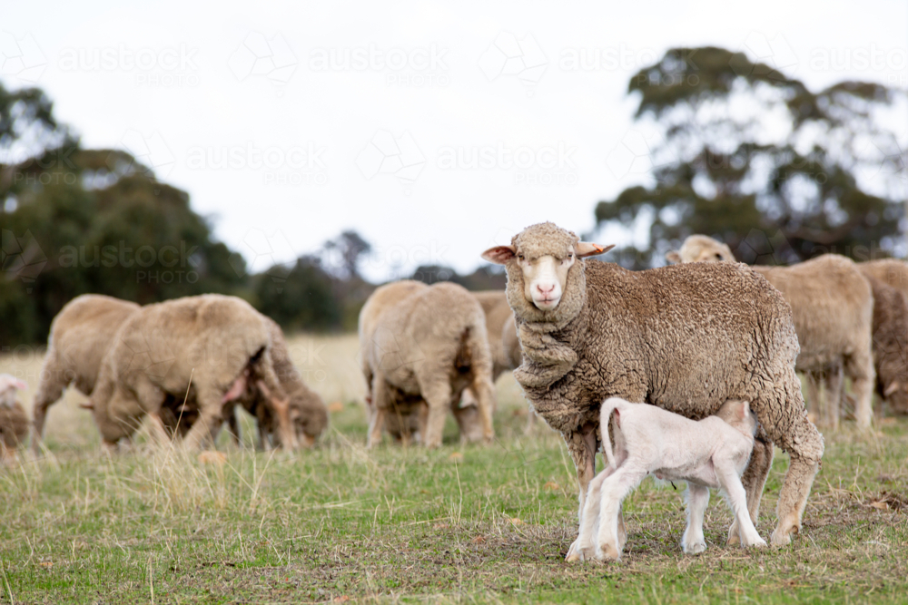 A merino ewe with her lamb - Australian Stock Image
