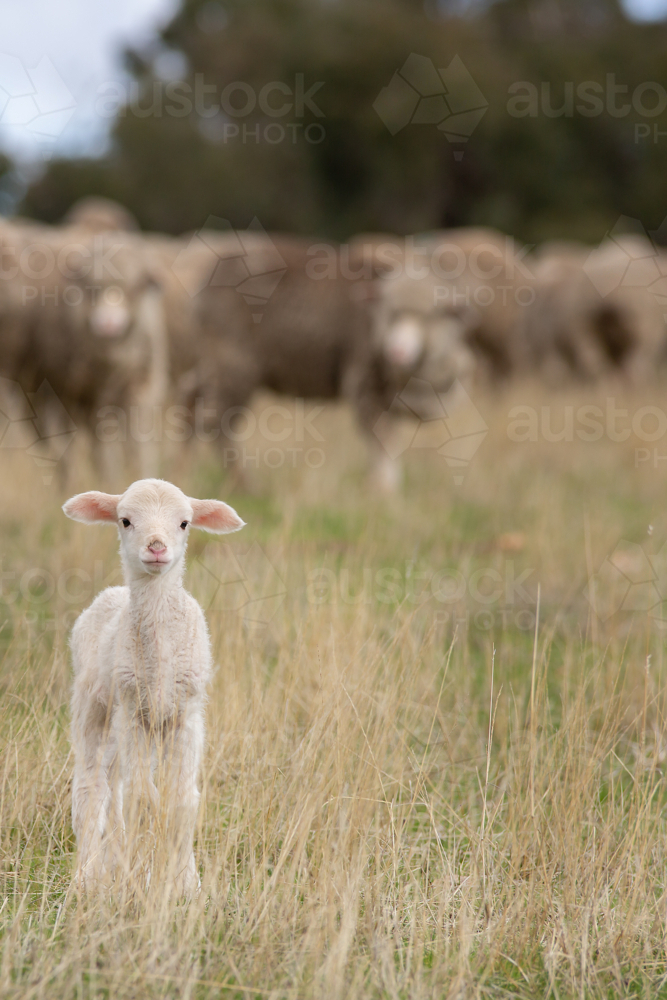 A merino lamb in a paddock - Australian Stock Image