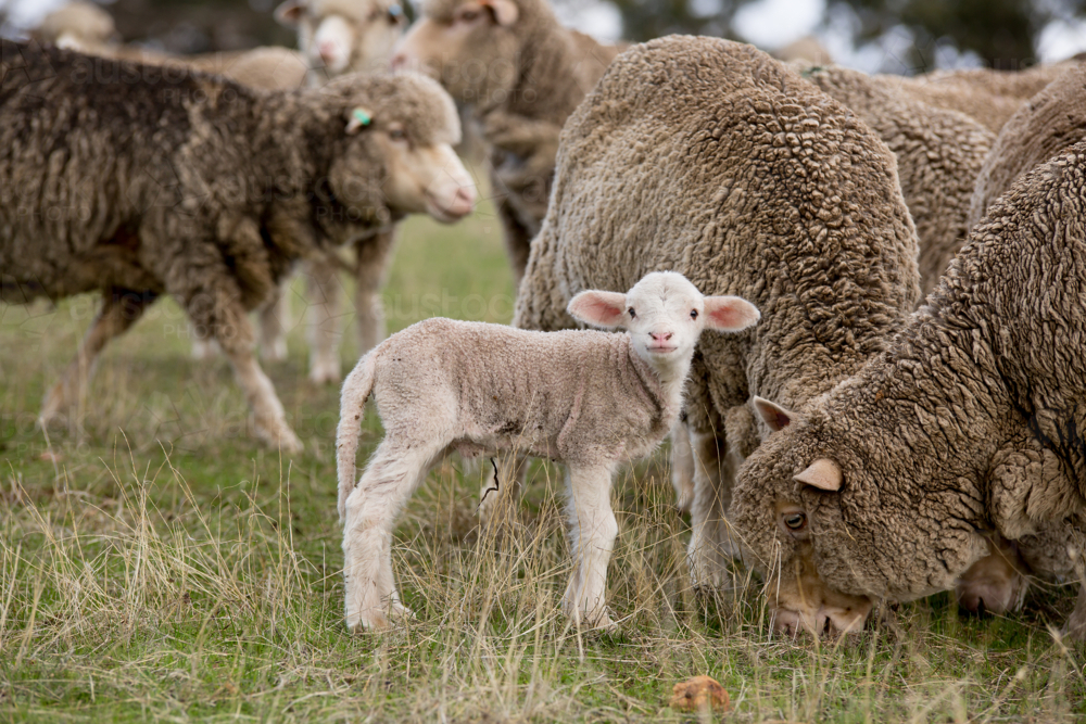 A merino lambs with the ewes - Australian Stock Image