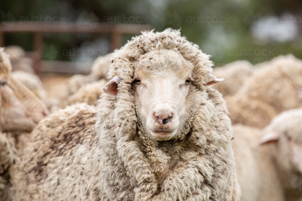 A Merino sheep in the yards - Australian Stock Image