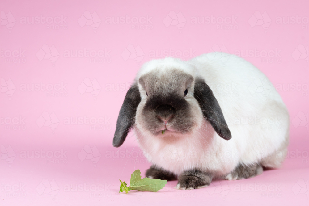 A mini lop rabbit against an isolated pink pastel background - Australian Stock Image