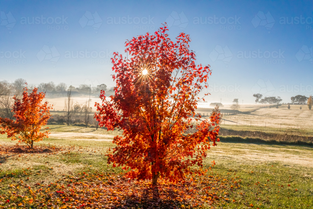 A misty autumn morning in the country - Australian Stock Image