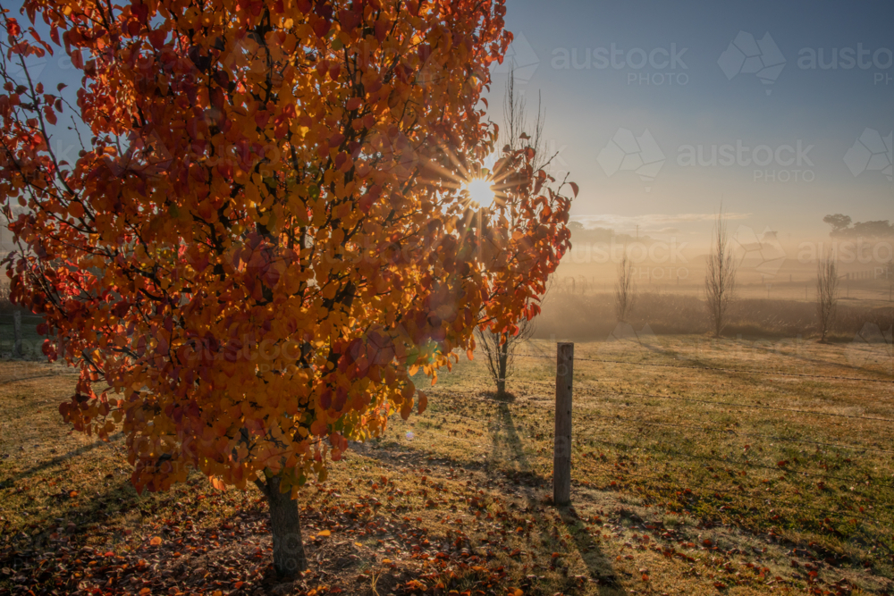 A misty early morning with a golden tree and rays of sun - Australian Stock Image