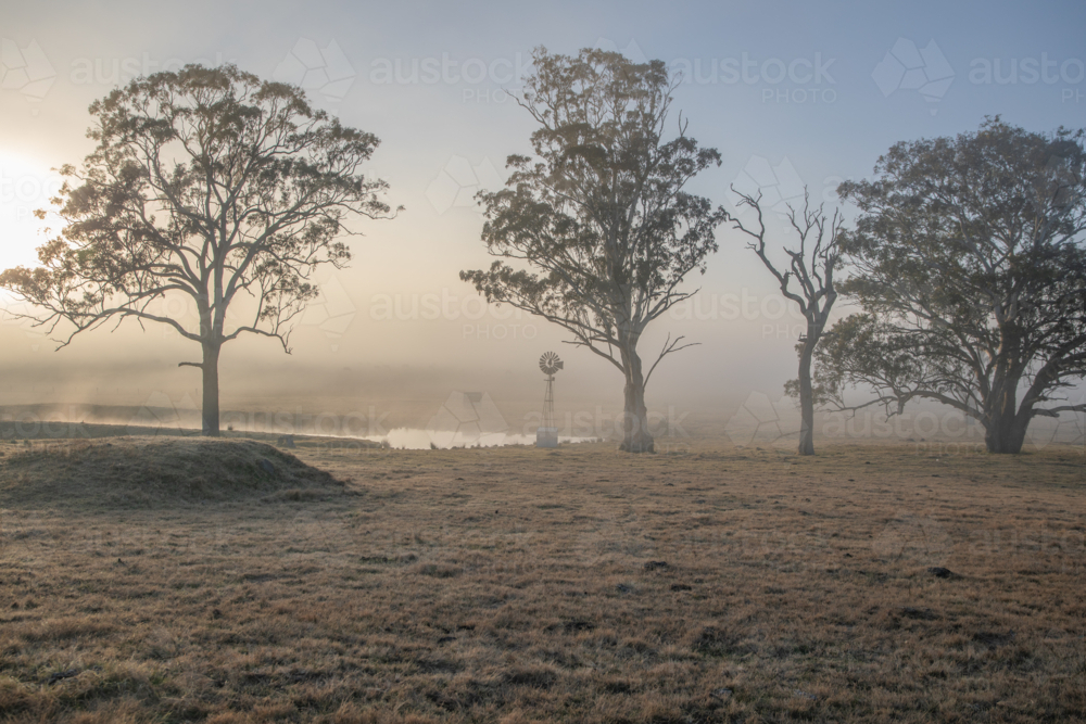 A misty morning in the country with gum trees, dawn light and a windmill - Australian Stock Image
