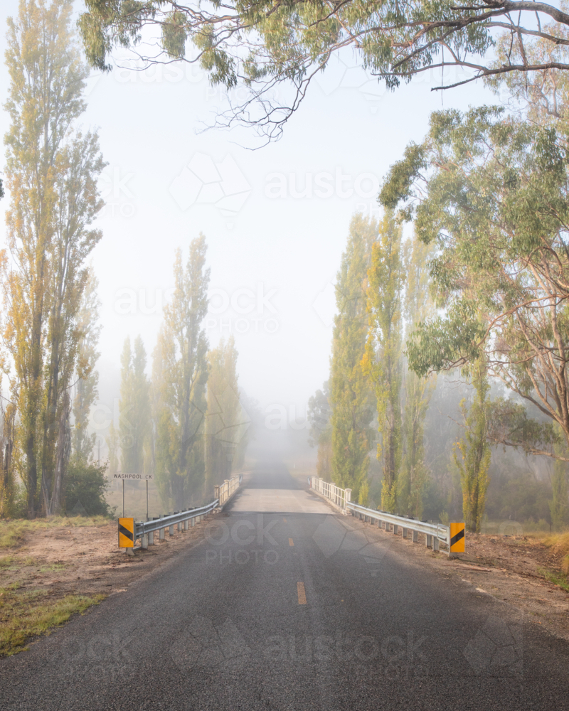 Image of A misty morning on a country road with poplars just about to ...