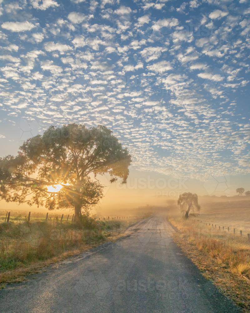 A misty morning under a soft cloudy sky with the sun peeping through a tree by a country road - Australian Stock Image