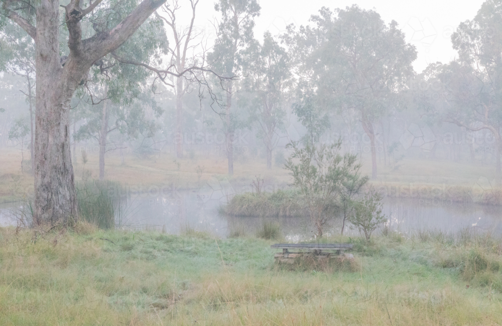 A misty morning with gum trees and a small dam - Australian Stock Image