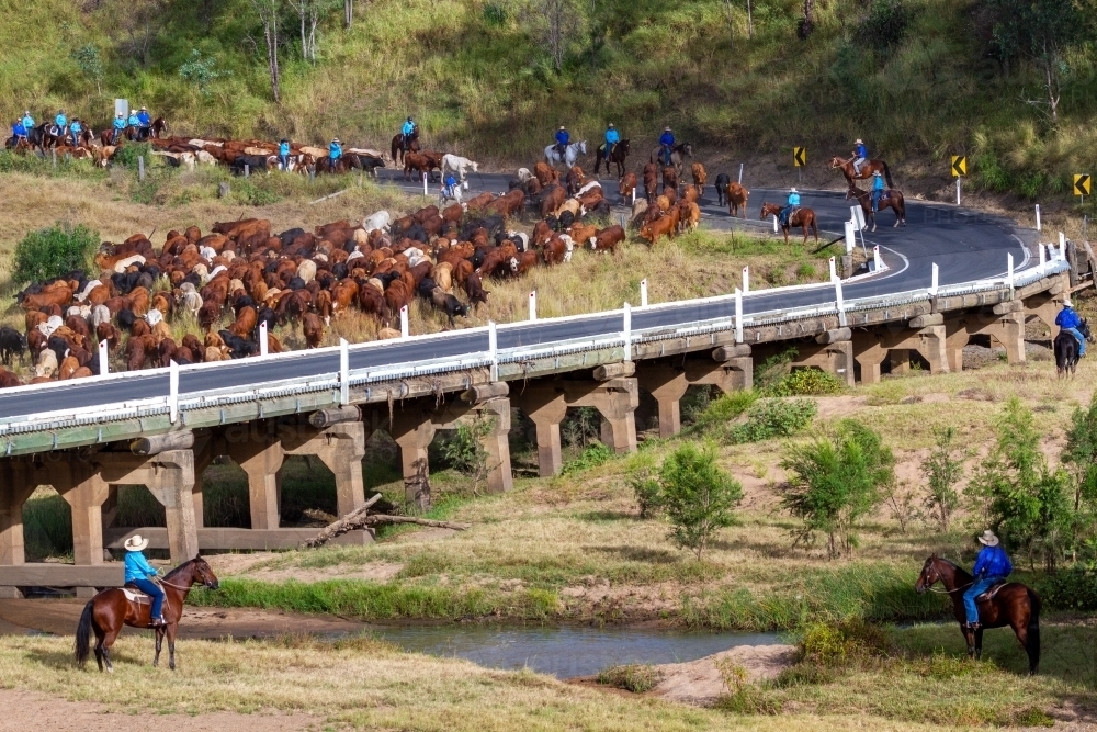 A mob of cattle being mustered across the Burnett River, Eidsvold, QLD. - Australian Stock Image