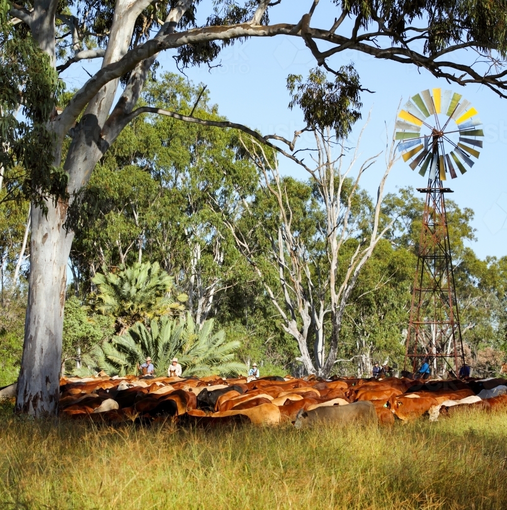 A mob of cattle being mustered past a windmill and gumtree. - Australian Stock Image