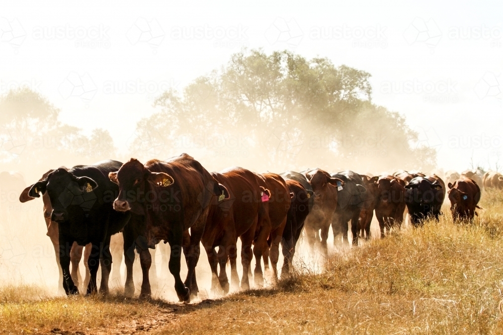 A mob of cattle on the move in the dust. - Australian Stock Image