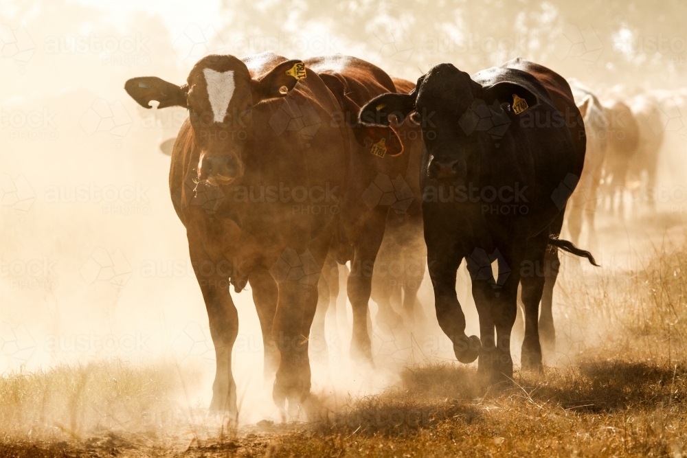 A mob of cattle on the move in the dust. - Australian Stock Image