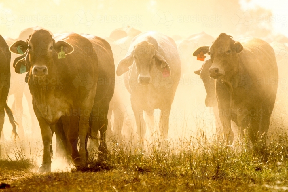 A mob of cattle on the move kicking up dust. - Australian Stock Image