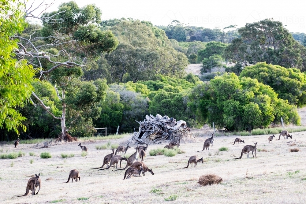 A mob of kangaroos in a open paddock surrounded by trees in soft light tones - Australian Stock Image