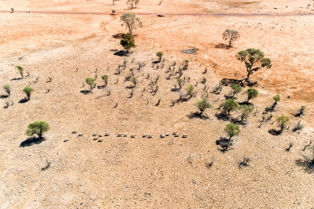 A mob of sheep in drought. - Australian Stock Image