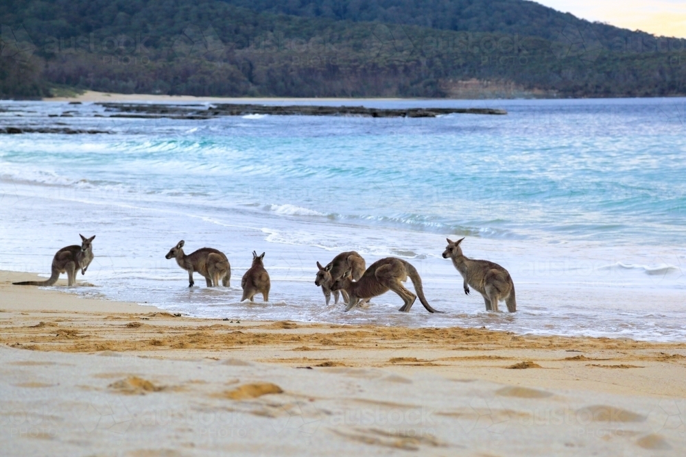 A mob of six eastern grey kangaroos get wet by a wave on Depot Beach - Australian Stock Image