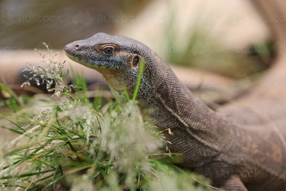 A monitor lizard popped his head out of the grass - Australian Stock Image