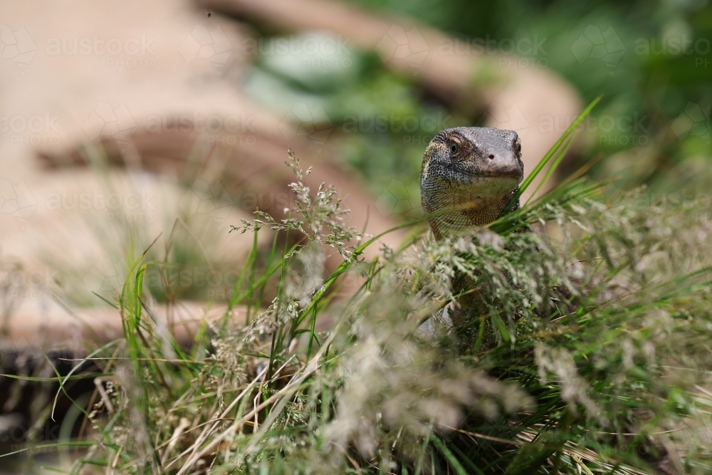 A monitor lizard popped his head out of the grass (Mertens Water Monitor) - Australian Stock Image